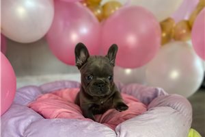 Meara - French Bulldog for sale