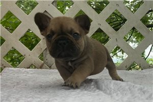 Maguire - French Bulldog for sale