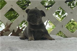 Malley - French Bulldog for sale