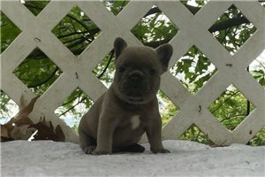 Maddoc - French Bulldog for sale