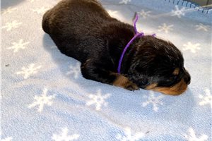 Alexis - Rottweiler for sale