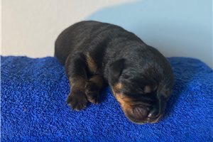 Axel - Rottweiler for sale