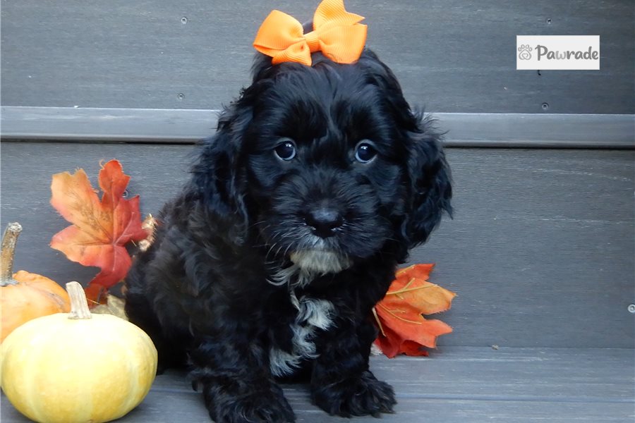 Isla - Cockapoo for sale