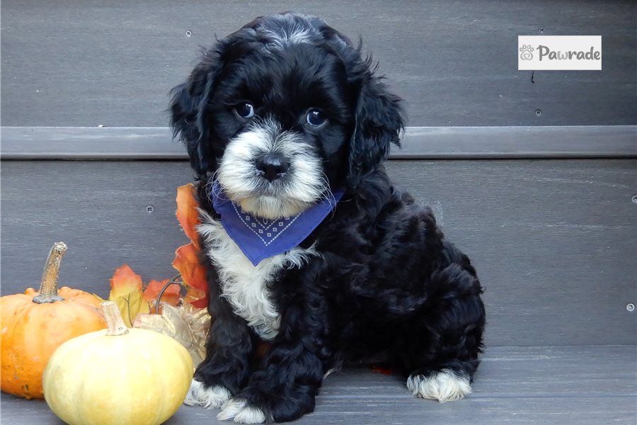 Isaiah - Cockapoo for sale