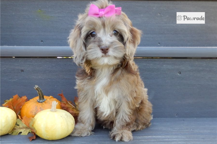 Ester - Cockapoo for sale