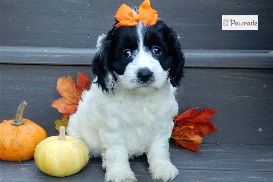 Ivanka - Cockapoo for sale
