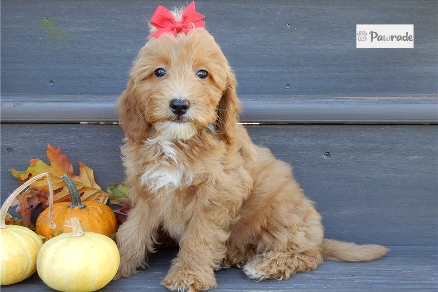 Harrietta - Mini Goldendoodle for sale