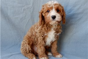 Dante - Cavapoo for sale