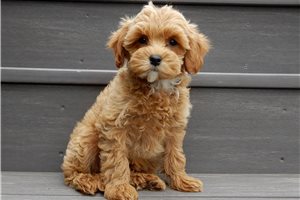 Cowboy - Cavapoo for sale