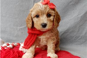 Luna - Cavapoo for sale
