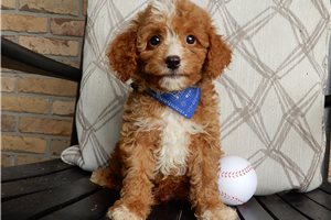 Ford - puppy for sale