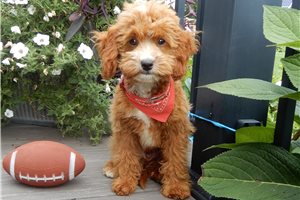 Felix - Cavapoo for sale