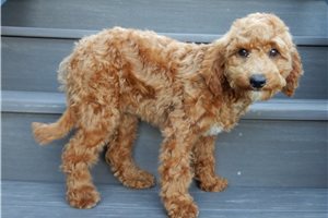 Marybell - Cavapoo for sale