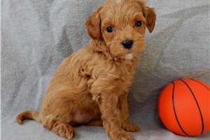Cowboy - Cavapoo for sale