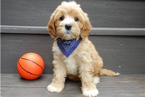 Clinton - Cavapoo for sale