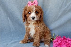 Donna - Cavapoo for sale