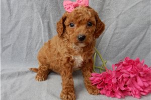 Marybell - puppy for sale
