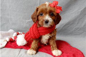 Lucy - Cavapoo for sale