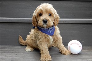 Collin - puppy for sale