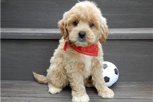 Carlton - puppy for sale