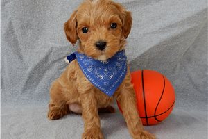 Cowboy - Cavapoo for sale
