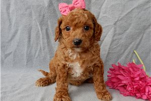 Marybell - Cavapoo for sale