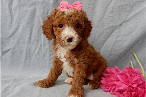Magnolia - puppy for sale