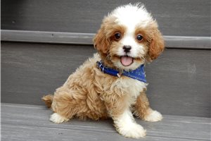 Finn - puppy for sale
