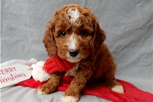 Lucas - Cavapoo for sale