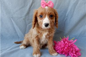 Darla - Cavapoo for sale