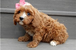 Loren - Cavapoo for sale