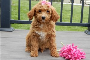 Marybell - Cavapoo for sale