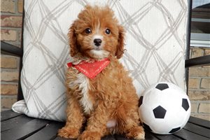 Felix - Cavapoo for sale