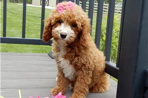 Magnolia - Cavapoo for sale