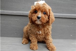 Lorise - puppy for sale