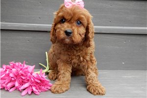 Lottie - puppy for sale