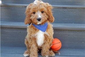 Daniel - Cavapoo for sale
