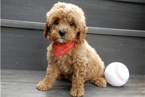 Christian - puppy for sale