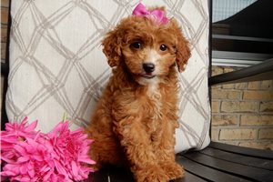Felicity - Cavapoo for sale