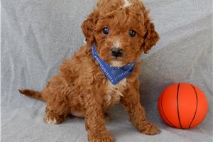 Cadet - puppy for sale