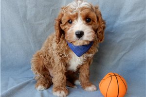 Dante - Cavapoo for sale