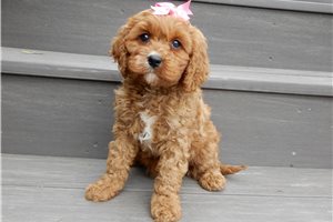 Lorraine - puppy for sale