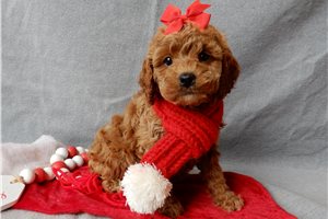 Layla - Cavapoo for sale