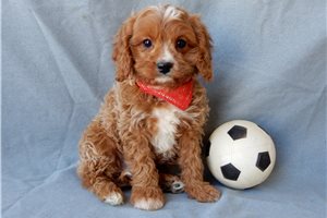 Daniel - Cavapoo for sale