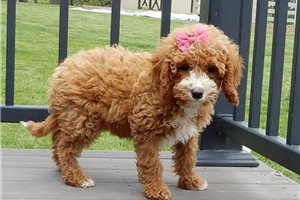 Magnolia - Cavapoo for sale