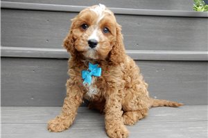 Logan - puppy for sale