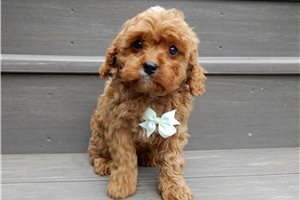 Louis - puppy for sale