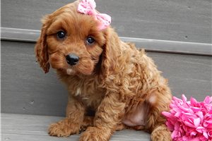 Loretta - puppy for sale