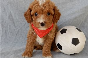 Rango - puppy for sale