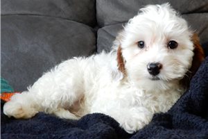 Liam - Cavapoo for sale